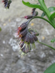 Solenanthus circinnatus