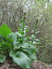Solenanthus circinnatus