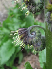 Solenanthus circinnatus