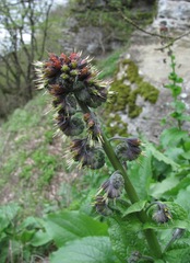 Solenanthus circinnatus