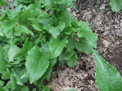 Solenanthus circinnatus