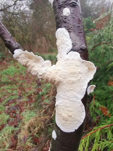 Netted Crust