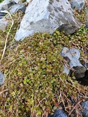 Epilobium macropus