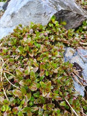 Epilobium macropus