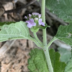 Lantana angolensis