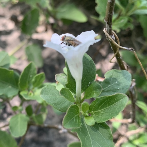 Ruellia patula image