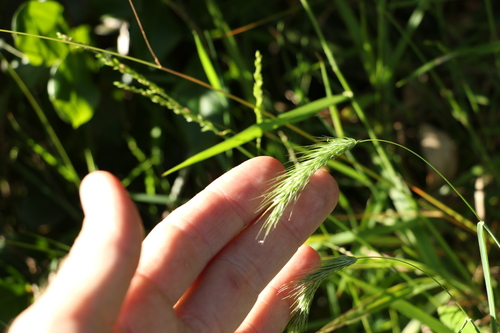 Image of Echinopogon nutans by (c) Greg Tasney, some rights reserved (CC BY-SA)