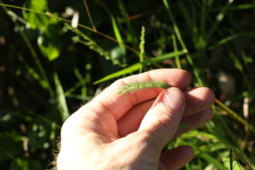 Image of Echinopogon nutans by (c) Greg Tasney, some rights reserved (CC BY-SA)