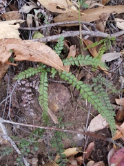 Adiantum hispidulum hispidulum