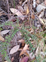 Adiantum hispidulum hispidulum