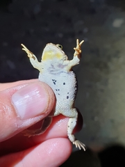 Poyntonophrynus vertebralis