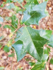 Alchornea ilicifolia