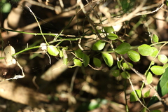 Capparis sarmentosa