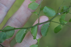 Capparis sarmentosa