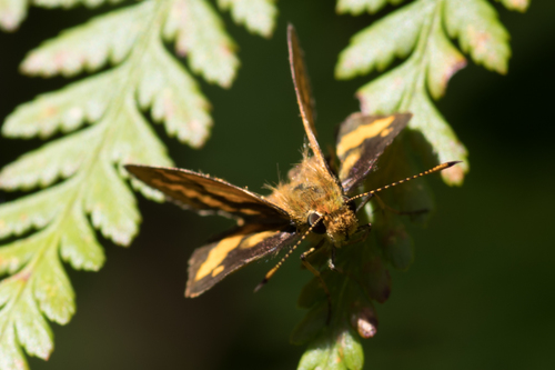 Photo of Wide-brand Grass-dart (Suniana sunias)