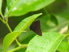 Electrostrymon guzanta