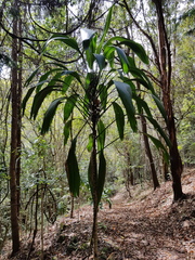 Cordyline petiolaris