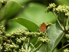 Pseudotajuria donatana