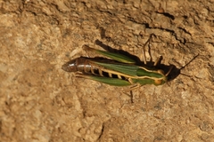 Omocestus panteli