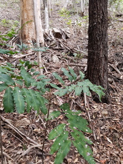 Cupaniopsis newmanii