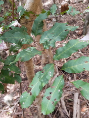 Cupaniopsis newmanii