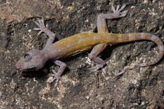 Phitsanulok Sandstone Gecko photo 2