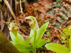 Pterostylis humilis