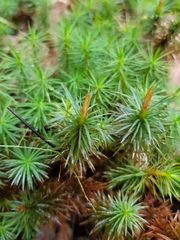 Dawsonia longiseta