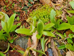 Pterostylis humilis