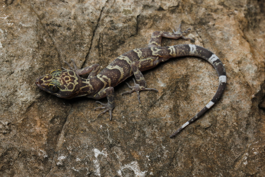 Lampang Bent-Toed Gecko