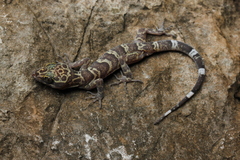 Lampang Bent-Toed Gecko photo 1