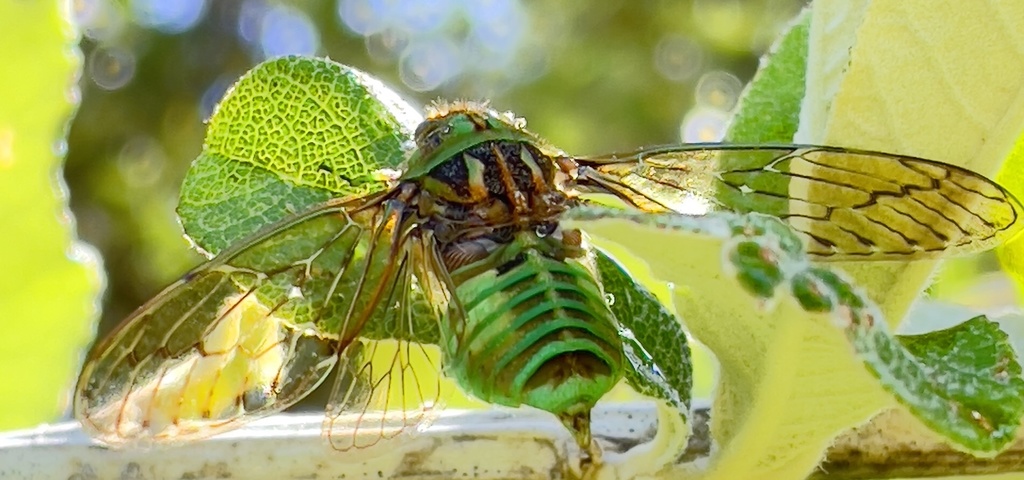 Cape Neon Cicada