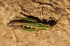 Omocestus panteli