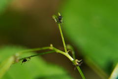 Impatientinum asiaticum