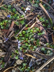 Viola serpentinicola