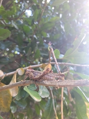 Abisares viridipennis