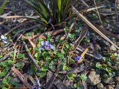 Viola serpentinicola