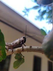 Abisares viridipennis