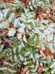Millettieae