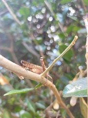 Abisares viridipennis
