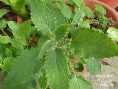 Stachys affinis