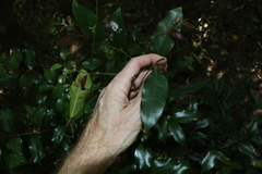 Cryptocarya triplinervis pubens