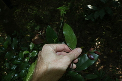 Cryptocarya triplinervis pubens