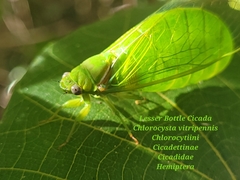 Glaucopsaltria viridis