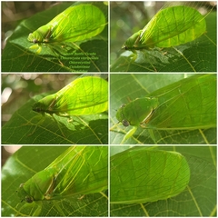 Glaucopsaltria viridis