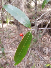 Elaeodendron australe australe