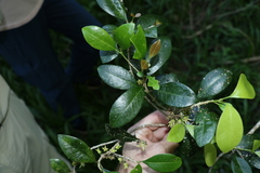 Acronychia pauciflora