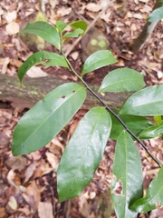 Eupomatia laurina
