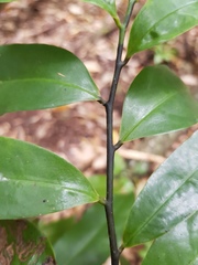 Eupomatia laurina