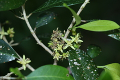 Acronychia pauciflora